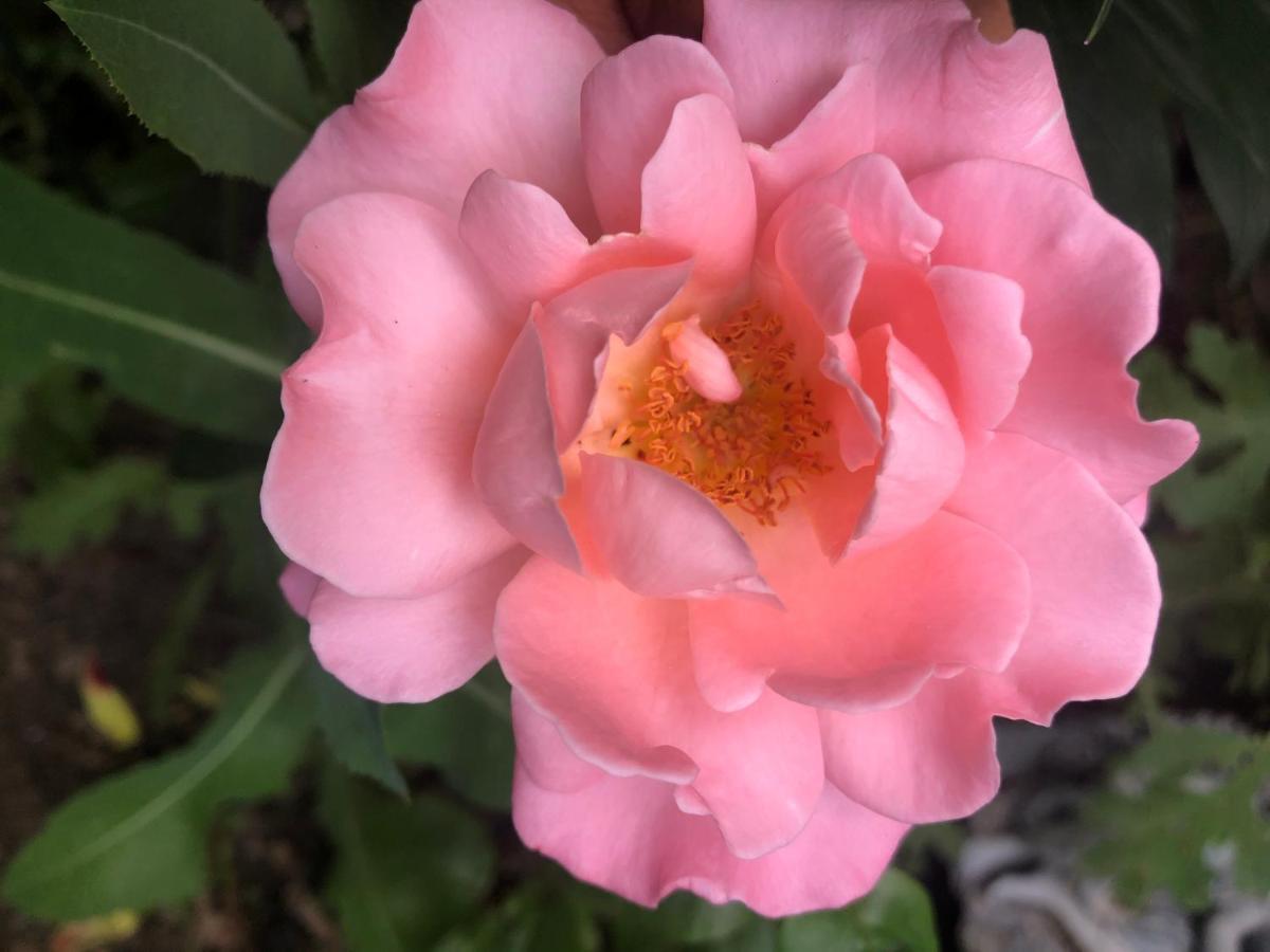 Hamptons Rose Garden Family! Guest house Calgary