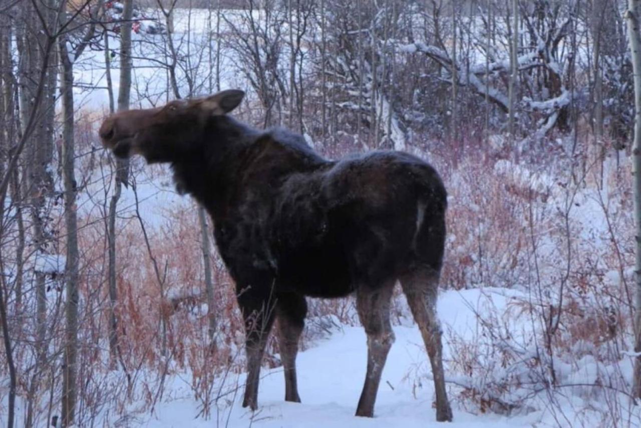 Apartment Escape To The Rockies But Near Includes Free Parking And Banff Entry