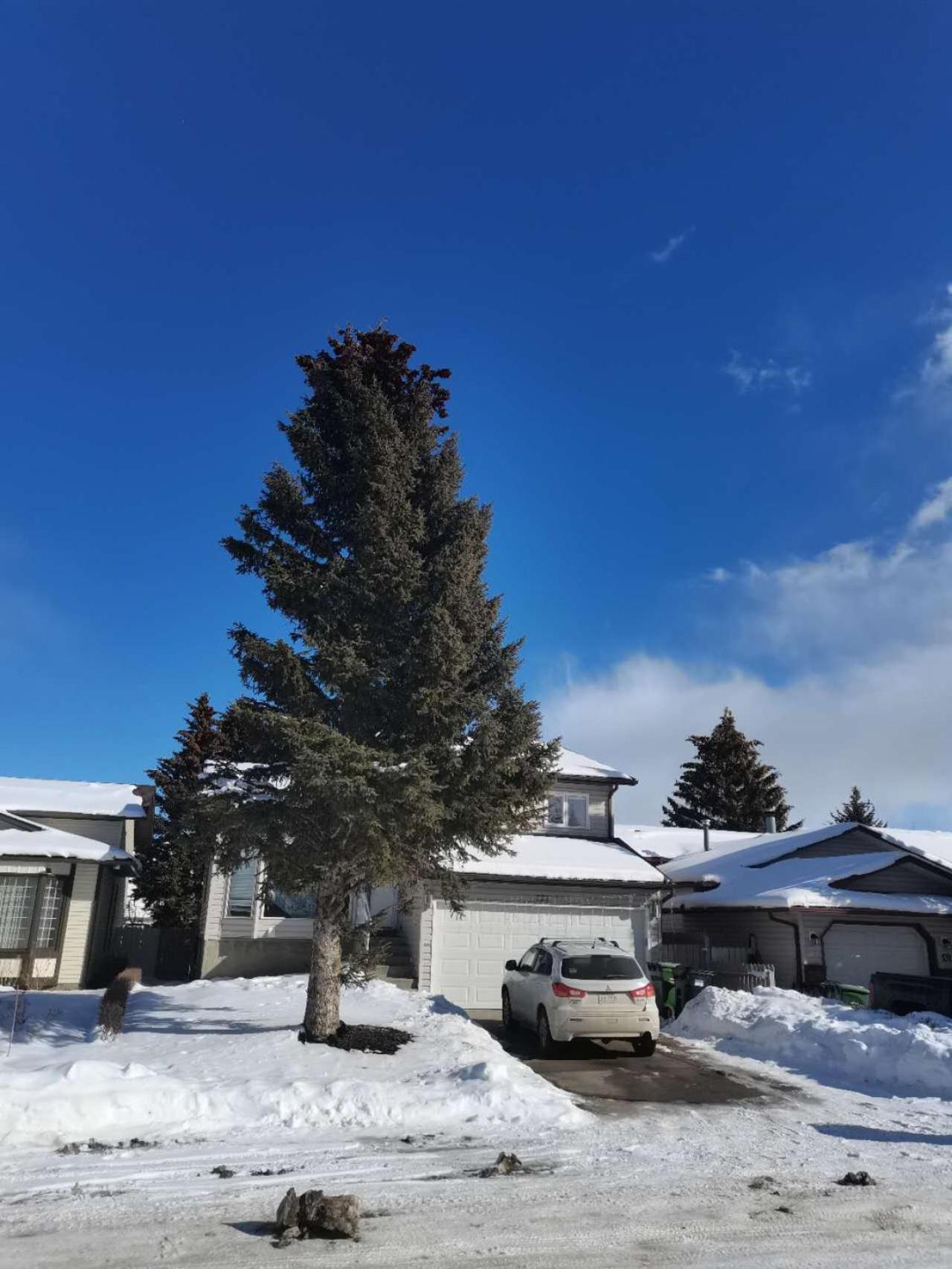 Newly Renovated Elephant Close To Banff And Business Center